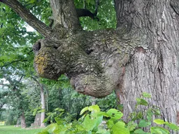 Moose head formation