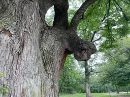 Moose head formation