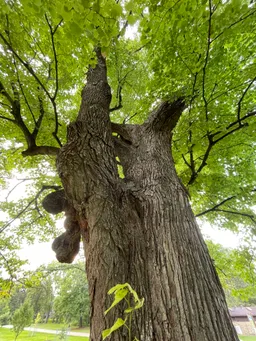 Looking upward at the Moose Tree