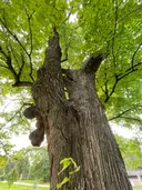 Looking upward at the Moose Tree