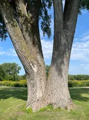 Eastern Cottonwood