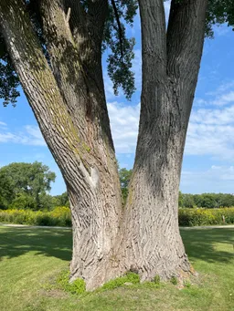 Eastern Cottonwood