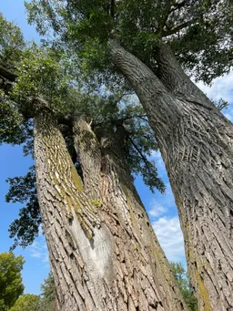 A view upward from the base of the tree