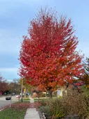 a Freeman Maple with fall colors.