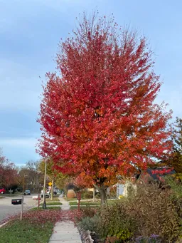 a Freeman Maple with fall colors.