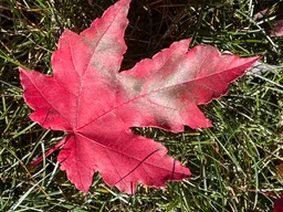 close-up picture of leaf with red fall color