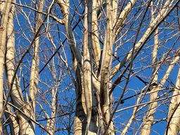 leaders cabled together